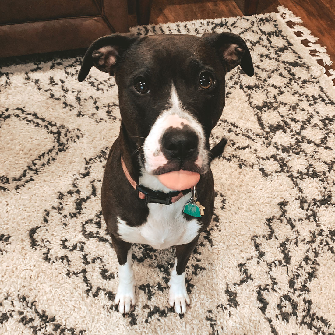 dog sitting and sticking it's tongue out